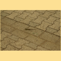 Kerb2009-010.JPG