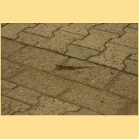 Kerb2009-012.JPG